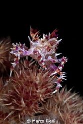 Soft Coral Crab by Marco Fierli 